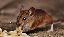 24 Hour & Emergency Exterminators in Friendship, MS